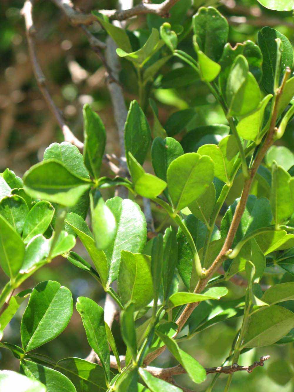              Sun leaves (Winter Haven, FL)       